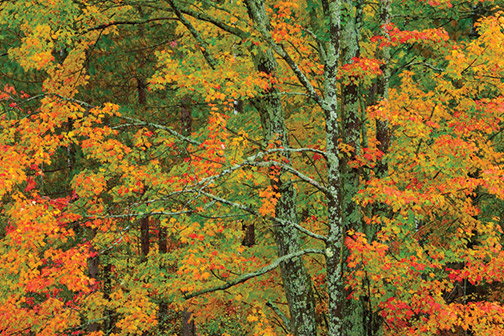 Nikon-FallFoliage-by-Rod-Planck