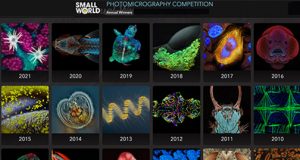 Nikon-Small-World-Contest-2021