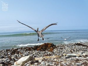 Pelican-international bird rescue-partnership-2