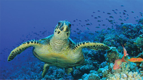 Ridley-sea-turtle