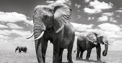 Harry-Skeggs-Elephants-wildlife-master-class