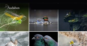 2023-Audubon-Photogaphy-Awardss-Banner
