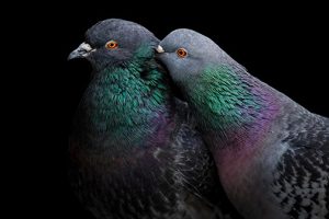 Audubon-Photo-Awards-2023_Rock-Pigeon_Photo-Liron-Gertsman
