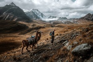 CEWE_Photo_Award_2023_Bjorn_Snelders_Titel_Llamatrek_on_an_old_Inca-Trail_in_the_Andes_Peru_Kategorie_Reise_und_Kultur