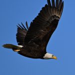 Eagle-story2