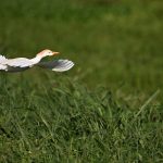 Flying Snowy Egret