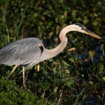 Great Blue Heron1