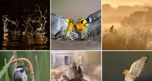 2024-Audubon-Photography-Awards-banner